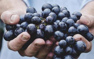葡萄减肥法,正确吃葡萄一月狠甩赘肉 饮食减肥 第1张-瘦瘦减肥网 葡萄减肥法,正确吃葡萄一月狠甩赘肉 饮食减肥 第1张