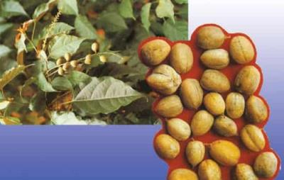 巴豆可以减肥吗，致泻中药巴豆可别盲目用来减肥 减肥 第1张