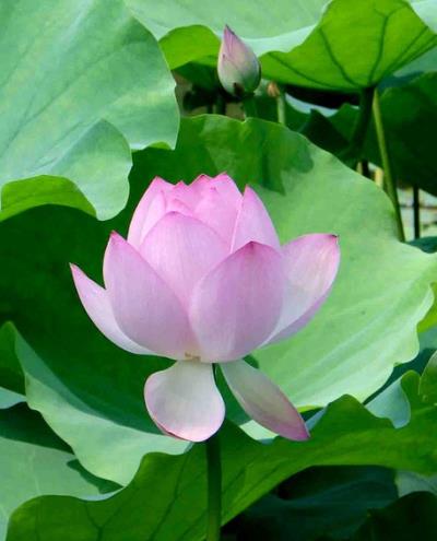 最科学有效的减肥方法，自制荷叶茶减肥法推荐 减肥饮品 第1张