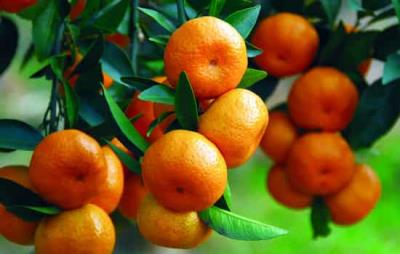 燕麦不能和什么一起吃，三大食物与燕麦相克 饮食减肥 第3张