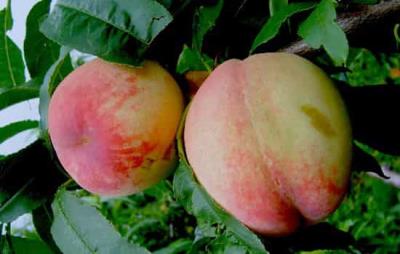 吃桃子会胖吗，桃子选对时间吃减肥效果棒 饮食减肥 第3张