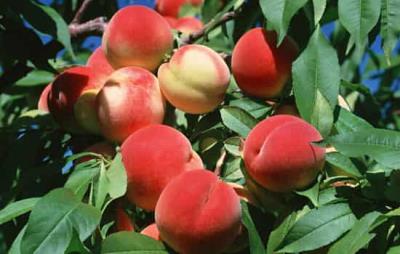 吃桃子会胖吗，桃子选对时间吃减肥效果棒 饮食减肥 第6张