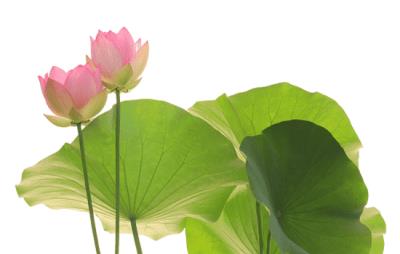 中药减肥最有效配方,天后王菲也用的中药减肥配方 减肥 第1张-瘦瘦减肥网 中药减肥最有效配方,天后王菲也用的中药减肥配方 减肥 第1张