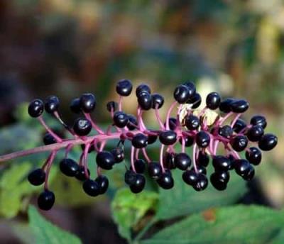 秋季吃那些食物可以减肥,十种减肥食物库解决肥胖问题 关于肥胖 第7张-瘦瘦减肥网 秋季吃那些食物可以减肥,十种减肥食物库解决肥胖问题 关于肥胖 第7张