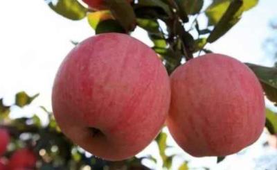 吃苹果减肥?你真的会吃吗? 饮食减肥 第7张-瘦瘦减肥网 吃苹果减肥?你真的会吃吗? 饮食减肥 第7张