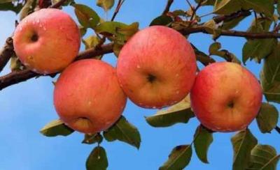 吃苹果减肥?你真的会吃吗? 饮食减肥 第6张-瘦瘦减肥网 吃苹果减肥?你真的会吃吗? 饮食减肥 第6张