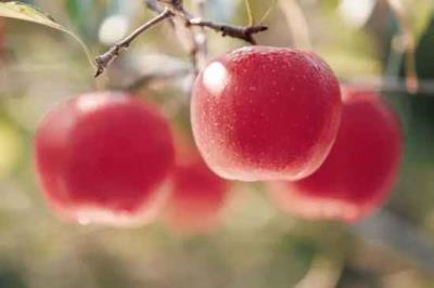 吃苹果减肥?你真的会吃吗? 饮食减肥 第2张-瘦瘦减肥网 吃苹果减肥?你真的会吃吗? 饮食减肥 第2张