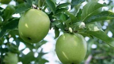 吃苹果减肥?你真的会吃吗? 饮食减肥 第4张-瘦瘦减肥网 吃苹果减肥?你真的会吃吗? 饮食减肥 第4张