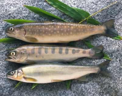八种丰胸减肥食物,营养美味健康快速甩肉 丰胸 第5张-瘦瘦减肥网 八种丰胸减肥食物,营养美味健康快速甩肉 丰胸 第5张