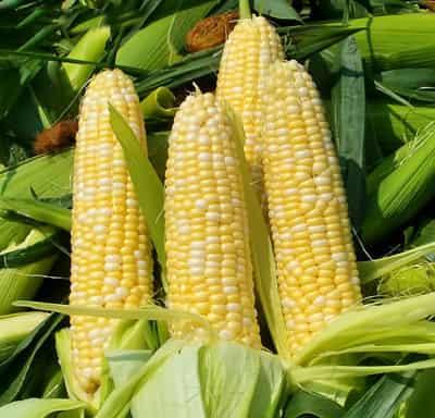 嫩模春节前后如何减肥,强效蔬果减肥法帮你甩脂 减肥方法 第6张-瘦瘦减肥网 嫩模春节前后如何减肥,强效蔬果减肥法帮你甩脂 减肥方法 第6张