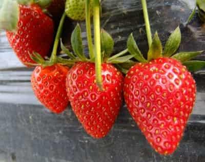 嫩模春节前后如何减肥,强效蔬果减肥法帮你甩脂 减肥方法 第4张-瘦瘦减肥网 嫩模春节前后如何减肥,强效蔬果减肥法帮你甩脂 减肥方法 第4张