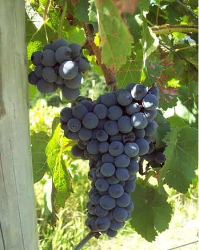 夏季减肥食谱推荐,10种让女人越吃越漂亮的美容养颜的食物 减肥食谱 第3张-瘦瘦减肥网 夏季减肥食谱推荐,10种让女人越吃越漂亮的美容养颜的食物 减肥食谱 第3张