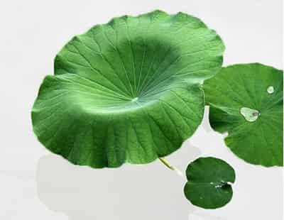 快速有效健康减肥食谱,自然而然瘦成窈窕淑女 减肥食谱 第5张-瘦瘦减肥网 快速有效健康减肥食谱,自然而然瘦成窈窕淑女 减肥食谱 第5张