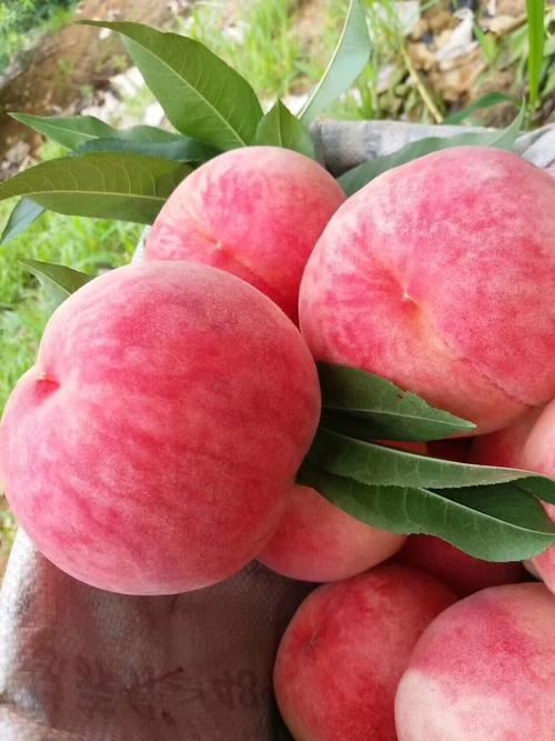 久保桃的含糖量是多少(杨桃含糖量高不高) 减肥 第1张-瘦瘦减肥网 久保桃的含糖量是多少(杨桃含糖量高不高) 减肥 第1张