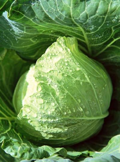 苍井优是怎么减肥的,体重瘦下15斤变身气质森女 减肥 第1张-瘦瘦减肥网 苍井优是怎么减肥的,体重瘦下15斤变身气质森女 减肥 第1张