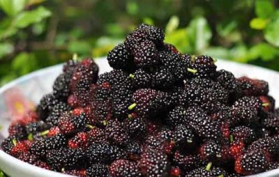 秋季吃什么水果减肥,10大秋季时令水果快快吃起来 减肥水果 第3张-瘦瘦减肥网 秋季吃什么水果减肥,10大秋季时令水果快快吃起来 减肥水果 第3张