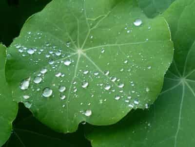 中医认证的中药减肥瘦身茶配方 减肥饮品 第5张