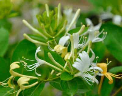 中医认证的中药减肥瘦身茶配方 减肥饮品 第1张