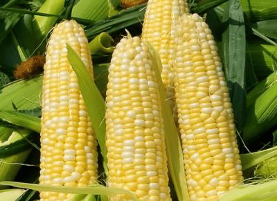 哪些食物可以有助于减肥,8大天然食品为你帮忙 减肥 第5张-瘦瘦减肥网 哪些食物可以有助于减肥,8大天然食品为你帮忙 减肥 第5张