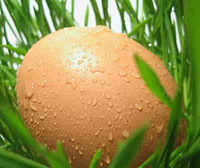 春季黄瓜鸡蛋快速减肥法,懒人疯狂甩肉20斤无压力 快速减肥 第8张-瘦瘦减肥网 春季黄瓜鸡蛋快速减肥法,懒人疯狂甩肉20斤无压力 快速减肥 第8张