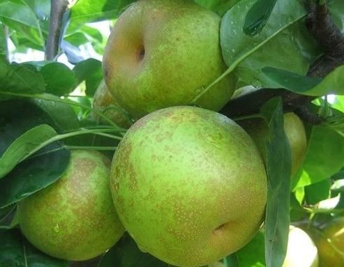 翠冠梨的热量(热量低的食物) 减肥 第1张-瘦瘦减肥网 翠冠梨的热量(热量低的食物) 减肥 第1张