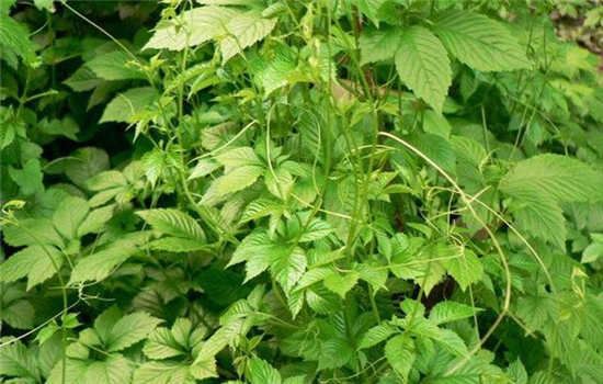 喝绞股蓝茶可以减肥吗 减肥饮品 第3张-瘦瘦减肥网 喝绞股蓝茶可以减肥吗 减肥饮品 第3张