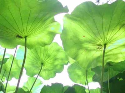 夏季自制荷叶减肥茶，清热解暑刮脂肪 减肥饮品 第1张