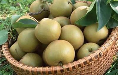 吃梨子能减肥吗,秋季梨子减肥法还不赶快get 饮食减肥 第6张-瘦瘦减肥网 吃梨子能减肥吗,秋季梨子减肥法还不赶快get 饮食减肥 第6张