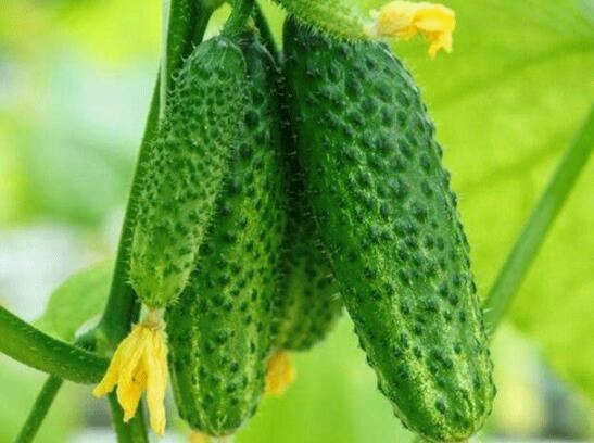 吃黄瓜可以减肥吗,怎么吃黄瓜可以健康减肥 饮食减肥 第1张-瘦瘦减肥网 吃黄瓜可以减肥吗,怎么吃黄瓜可以健康减肥 饮食减肥 第1张