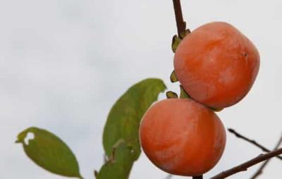 吃柿子会胖吗,秋季减肥吃柿子记得适量 饮食减肥 第4张-瘦瘦减肥网 吃柿子会胖吗,秋季减肥吃柿子记得适量 饮食减肥 第4张