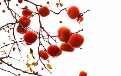 吃柿子会胖吗,秋季减肥吃柿子记得适量 饮食减肥 第2张-瘦瘦减肥网 吃柿子会胖吗,秋季减肥吃柿子记得适量 饮食减肥 第2张