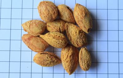 吃巴旦木会胖吗，适量吃可控制体重 饮食减肥 第1张