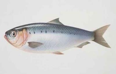 秋季减肥吃什么好,秋季饮食减肥全攻略 饮食减肥 第3张-瘦瘦减肥网 秋季减肥吃什么好,秋季饮食减肥全攻略 饮食减肥 第3张