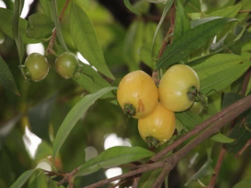 水蒲桃的副作用 减肥 第1张-瘦瘦减肥网 水蒲桃的副作用 减肥 第1张