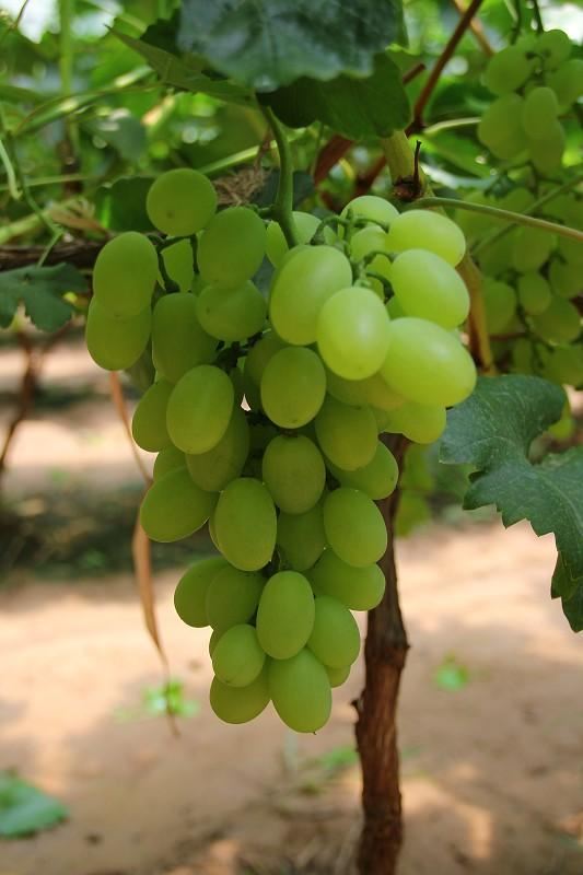 青提葡萄的副作用(青提葡萄的修剪技术) 减肥 第2张