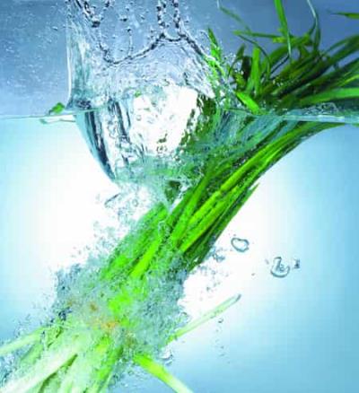 什么食物最刮油,盘点九种公认的减肥食物 减肥 第3张-瘦瘦减肥网 什么食物最刮油,盘点九种公认的减肥食物 减肥 第3张