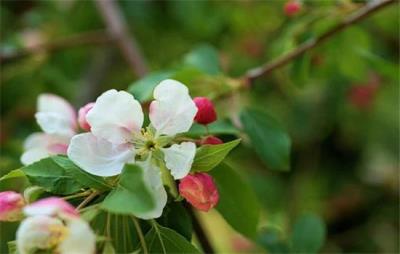 不吃饭只吃水果真的能瘦下来吗 饮食减肥 第1张-瘦瘦减肥网 不吃饭只吃水果真的能瘦下来吗 饮食减肥 第1张