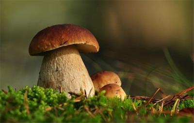 冬季减肥最有效食物，吃货吃这些不怕发胖 饮食减肥 第2张