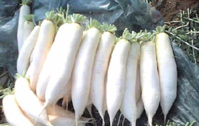 吃白萝卜可以减肥吗,冬季巧吃白萝卜减肥 饮食减肥 第5张-瘦瘦减肥网 吃白萝卜可以减肥吗,冬季巧吃白萝卜减肥 饮食减肥 第5张
