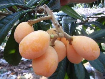 枇杷能减肥吗，解析枇杷的功效与作用 减肥 第1张