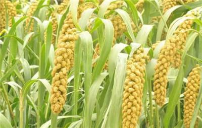 减肥不吃饭用什么替代，吃六种常见粗粮让减肥快速见效 饮食减肥 第4张