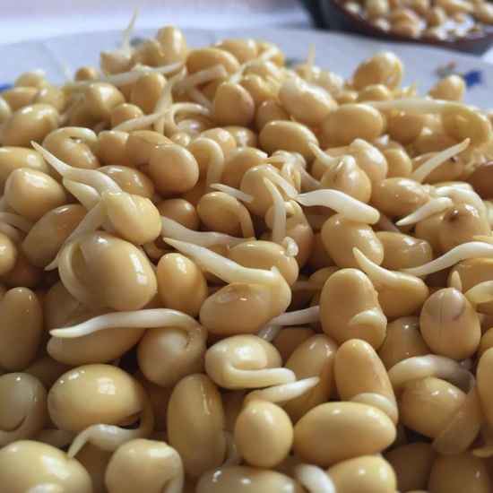 黄豆嘴的功效(男性吃黄豆的功效与作用) 饮食减肥 第1张