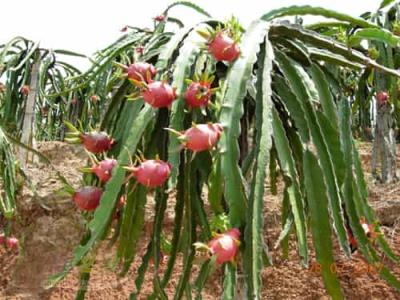 春季快速减肥法,水果减肥法轻松甩掉赘肉 快速减肥 第8张-瘦瘦减肥网 春季快速减肥法,水果减肥法轻松甩掉赘肉 快速减肥 第8张