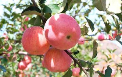 简单有效的三天苹果减肥方法,3天狂瘦8斤 减肥 第2张-瘦瘦减肥网 简单有效的三天苹果减肥方法,3天狂瘦8斤 减肥 第2张