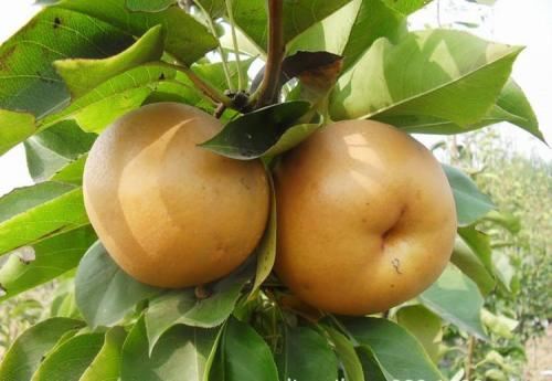 圆黄梨的热量(长南瓜和圆南瓜热量) 减肥 第2张