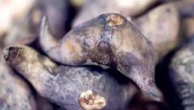 越吃越胖的食物,这几种蔬菜比吃肉还容易胖! 饮食减肥 第9张-瘦瘦减肥网 越吃越胖的食物,这几种蔬菜比吃肉还容易胖! 饮食减肥 第9张