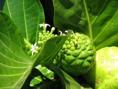 诺丽果的作用和功效(诺丽果汁的作用和功效是什么) 减肥 第1张