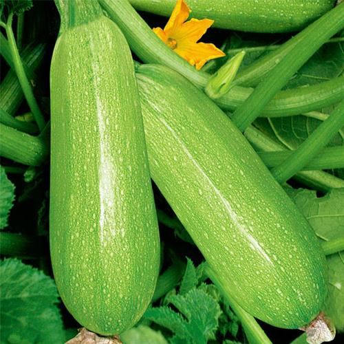 地葫芦的营养价值(葫芦的药用价值和营养价值) 减肥 第1张-瘦瘦减肥网 地葫芦的营养价值(葫芦的药用价值和营养价值) 减肥 第1张