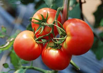 懒人超有效西红柿减肥法,健康减肥食谱一周瘦10斤 减肥食谱 第2张-瘦瘦减肥网 懒人超有效西红柿减肥法,健康减肥食谱一周瘦10斤 减肥食谱 第2张