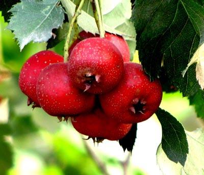 自制冬季中药减肥茶,排毒养颜甩脂掉肉绝不反弹 减肥饮品 第3张-瘦瘦减肥网 自制冬季中药减肥茶,排毒养颜甩脂掉肉绝不反弹 减肥饮品 第3张